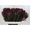 Leucadendron Saf Sunset Dark Red