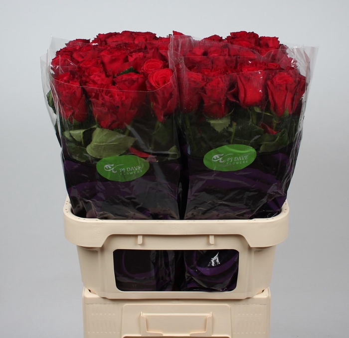 <h4>R GR RHODOS</h4>