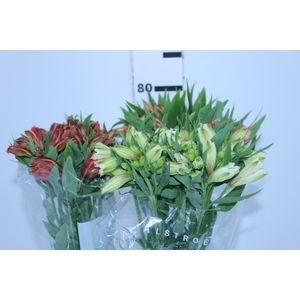 ALSTROEMERIA VARIADO 080 CM