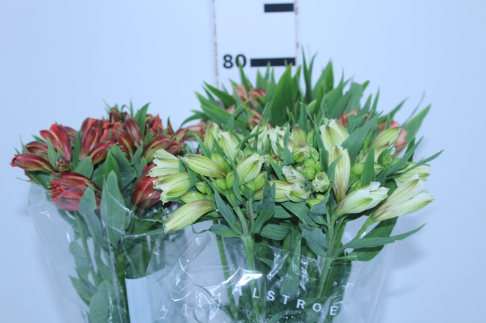 ALSTROEMERIA VARIADO 080 CM