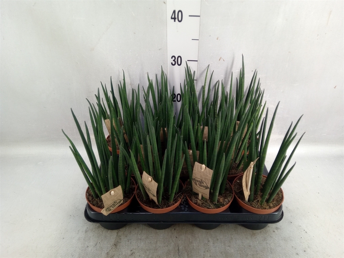 <h4>Sansevieria bacularis</h4>