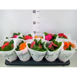 Gerbera   ...mix