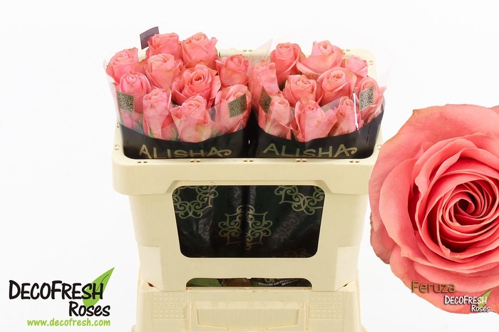 <h4>R Gr Feruza</h4>