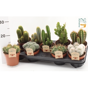 CACTUS GEM