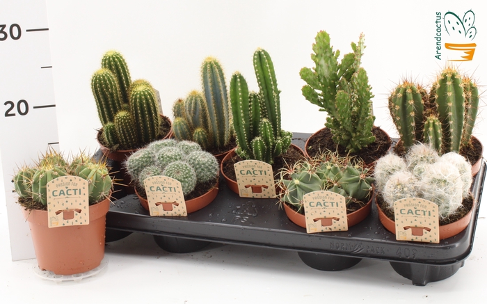 <h4>CACTUS GEM</h4>