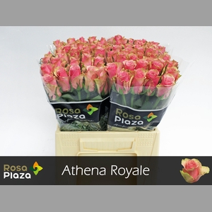R GR ATHENA ROYALE