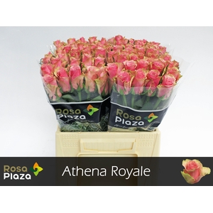 R GR ATHENA ROYALE