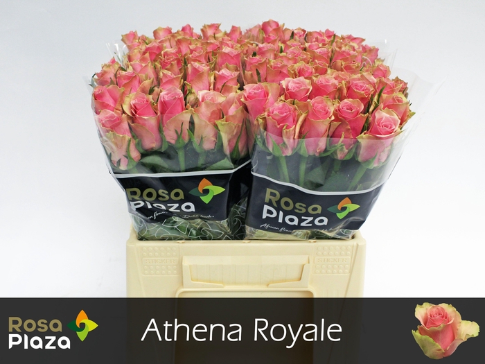 <h4>R GR ATHENA ROYALE</h4>