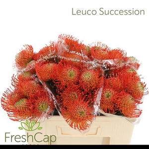 LEUCO CO SUCCESSION