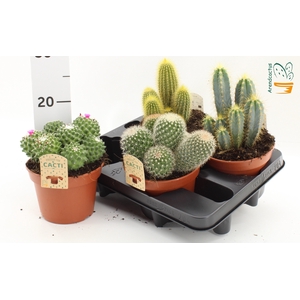 CACTUS GEM