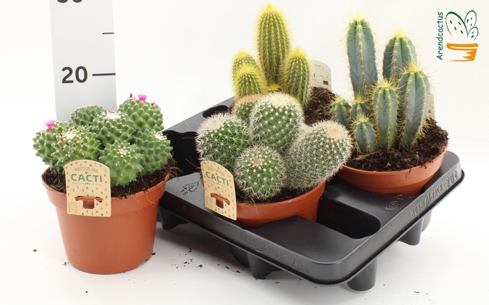 <h4>CACTUS GEM</h4>