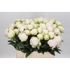 Paeonia Bright White