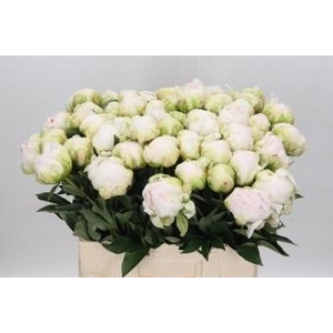 Paeonia Bright White