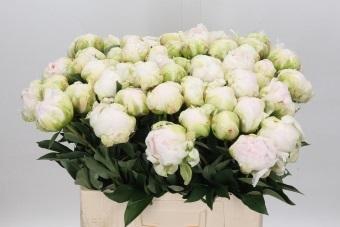 Paeonia Bright White
