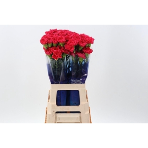 Dianthus ST 'Mandalay'