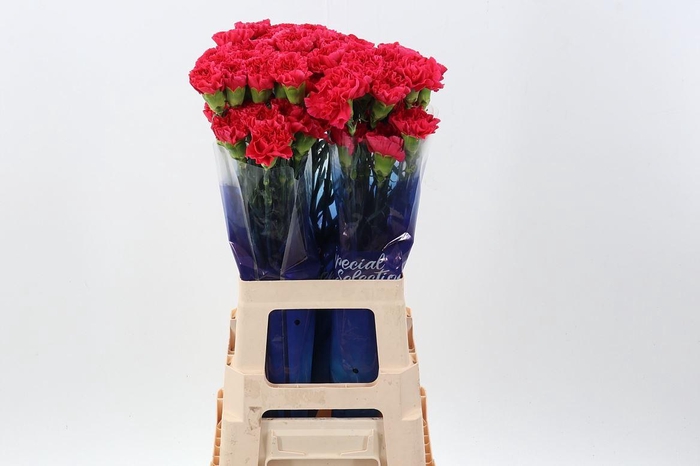 <h4>Dianthus ST 'Mandalay'</h4>