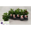 MANDE RIO DEEP RED