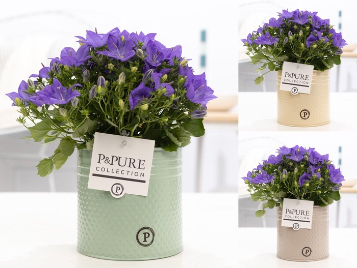 <h4>Campanula 'Napoli' Pure Zinc Louise</h4>