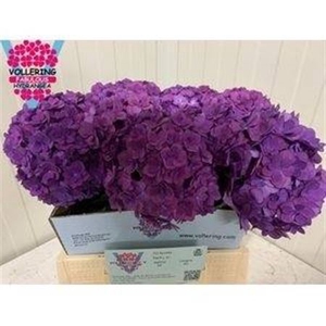 Hydr M Royal Anastasia Lila