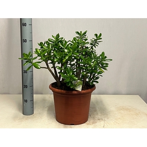 CRASS OVATA