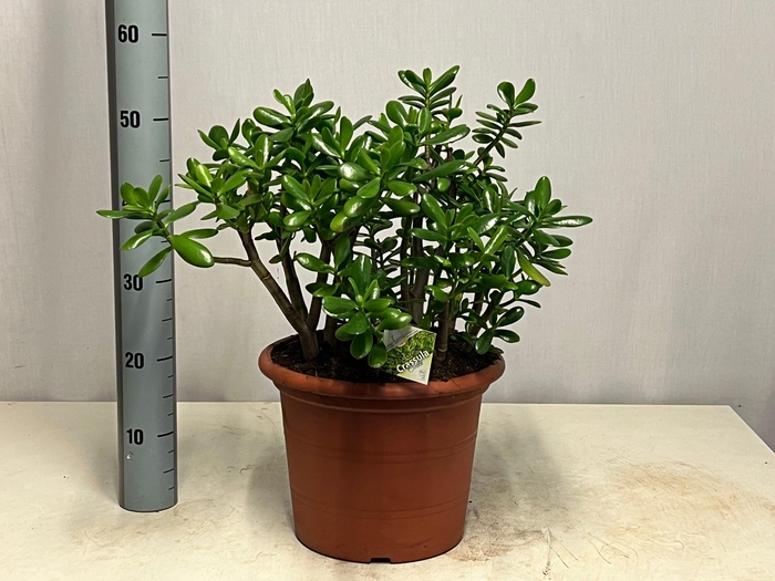 CRASS OVATA