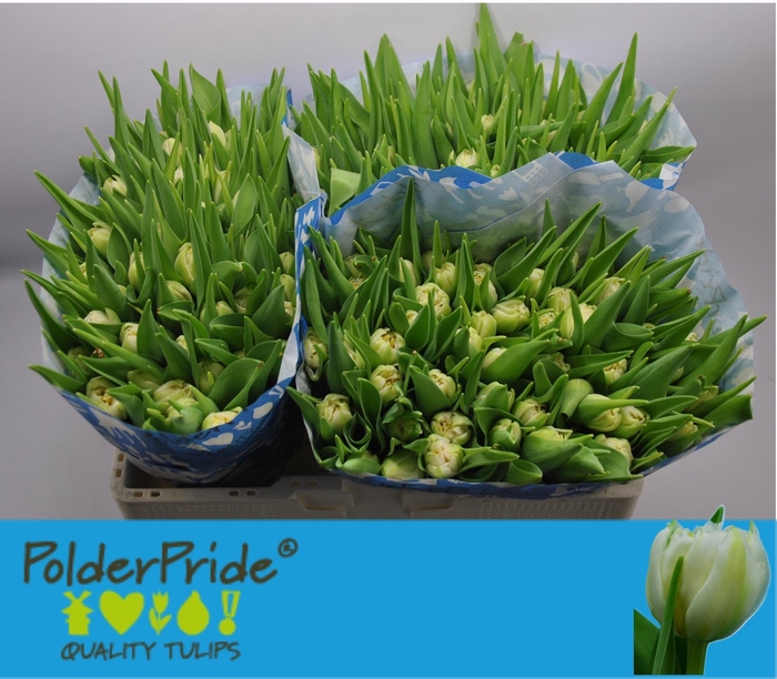 <h4>TU DU NORTHCAP</h4>