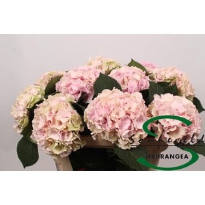 Hydrangea lollipop classic old pink