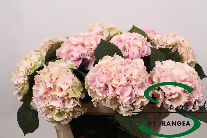 <h4>Hydrangea lollipop classic old pink</h4>