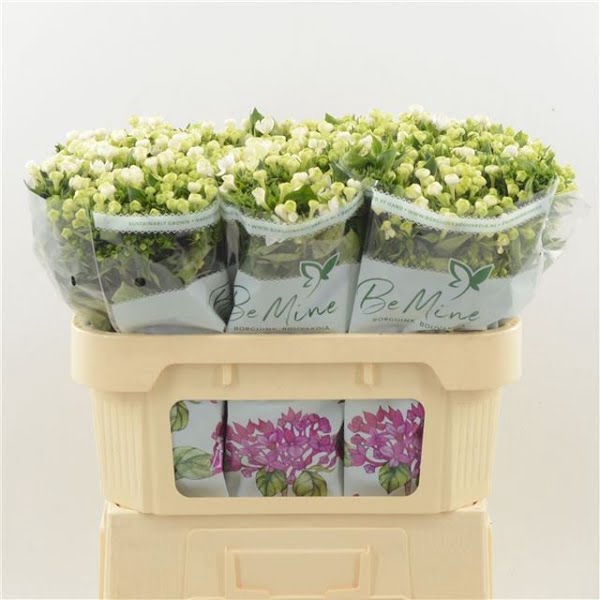 <h4>Bouvardia Royal White Verde</h4>