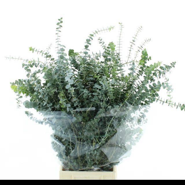 <h4>EUC BABY BLUE P BS</h4>