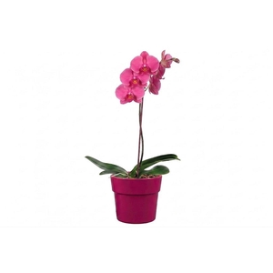 Arrangementen Phalaenopsis mt 14+ 6%