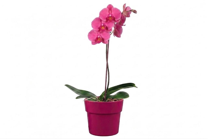 <h4>Arrangementen Phalaenopsis mt 14+ 6%</h4>