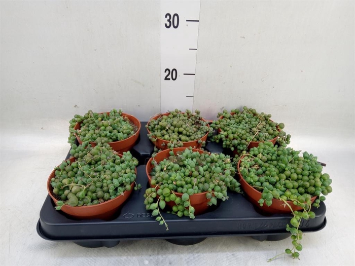 <h4>Senecio rowleyanus</h4>