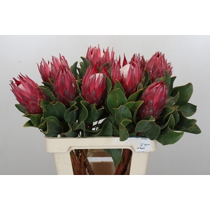 Protea Cynaroides Madiba