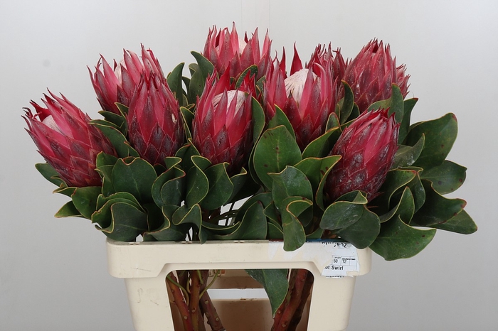 Protea Cynaroides Madiba