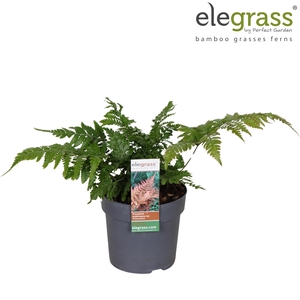Dryopteris 'Koidzumiana' P14