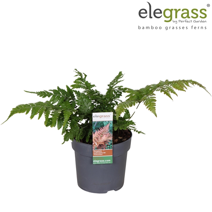 <h4>Dryopteris 'Koidzumiana' P14</h4>