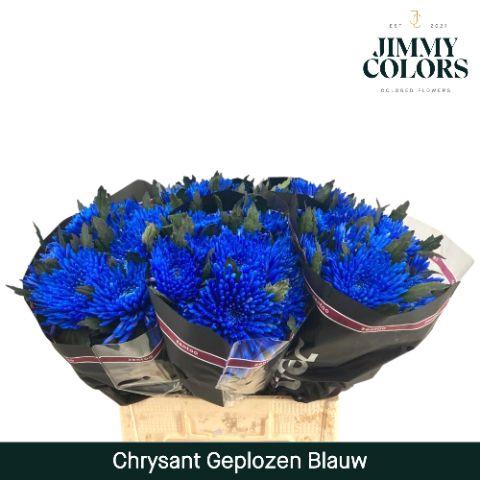 <h4>Chr G Topspin Blue</h4>