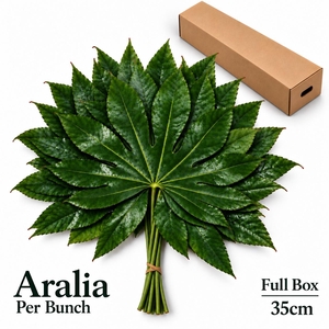 FATSIA JAPONICA BS