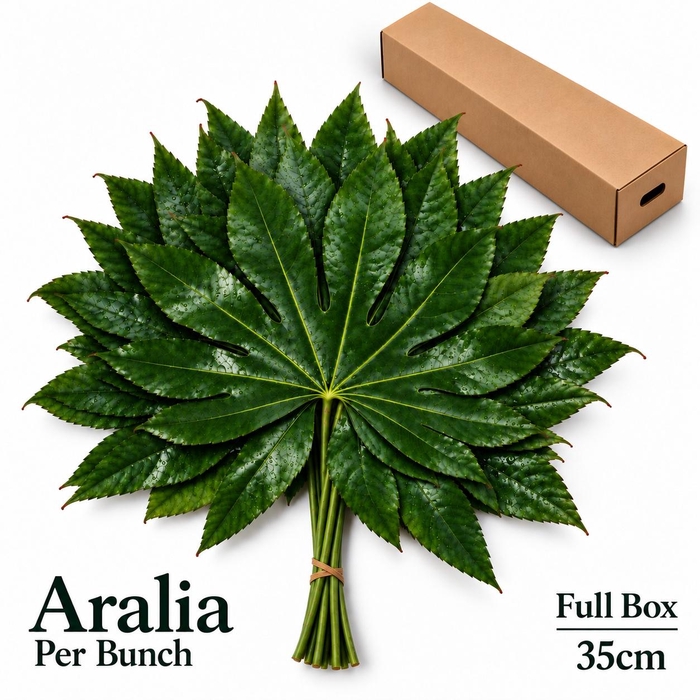 <h4>FATSIA JAPONICA BS</h4>