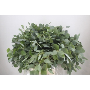 Euca Populus 300gr P Bunch