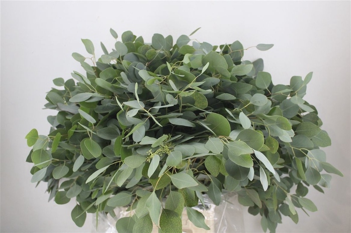 <h4>Euca Populus 300gr P Bunch</h4>