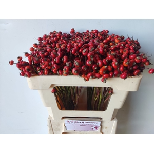 ROSA RED HOOIJDONK