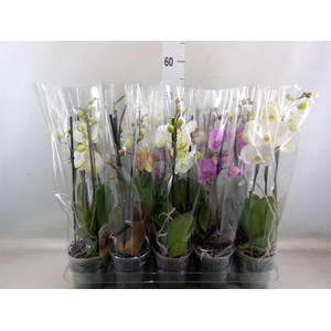 Phalaenopsis   ...mix  5