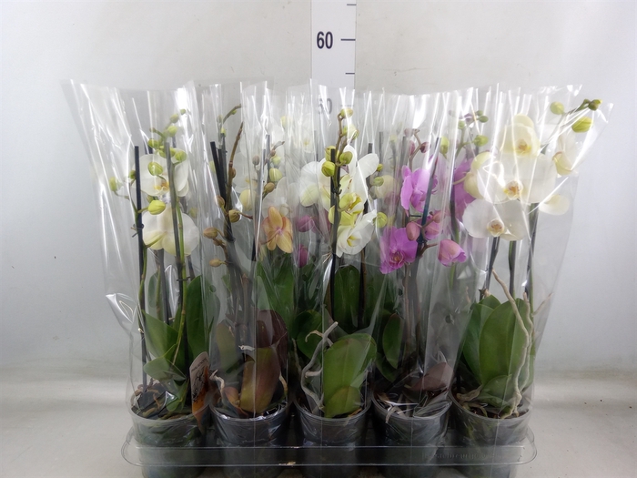 <h4>Phalaenopsis   ...mix  5</h4>