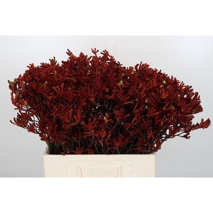 Kangaroo Paw Red Gem