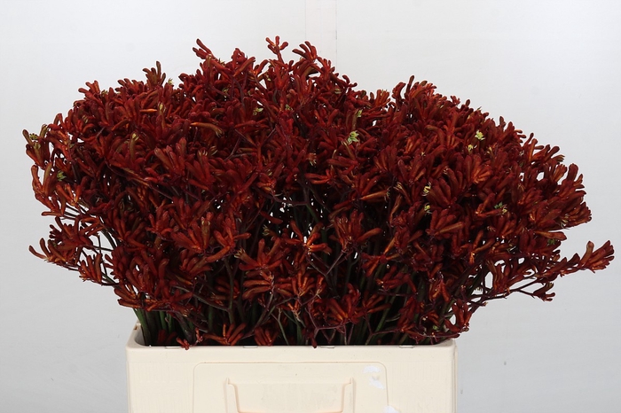 <h4>Kangaroo Paw Red Gem</h4>