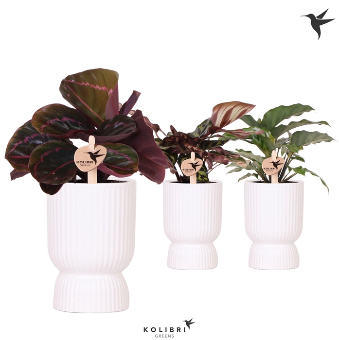 <h4>Kolibri Greens Calathea mix in Diabolo pot white</h4>