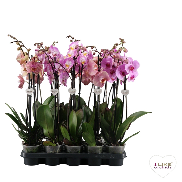 <h4>Phalaenopsis roze - 2 tak 80cm</h4>