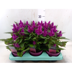 Celosia arg. SP 'Deep Purple'